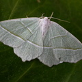 light emerald (Campaea margaritata) Kenneth Noble